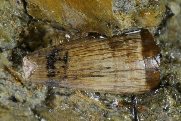 Fossil Crocodile Tooth In Stone - Texas #116832